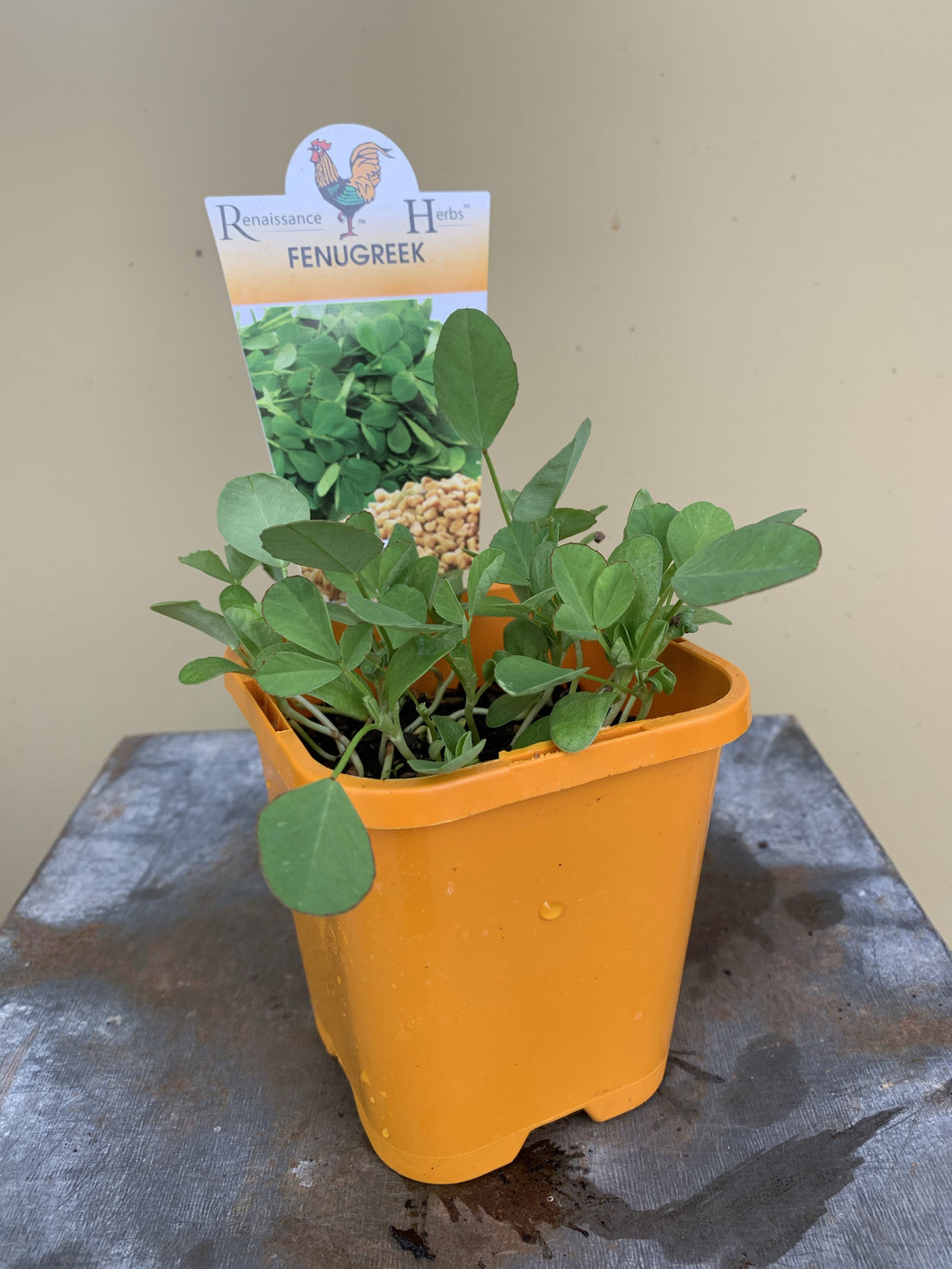 Fenugreek