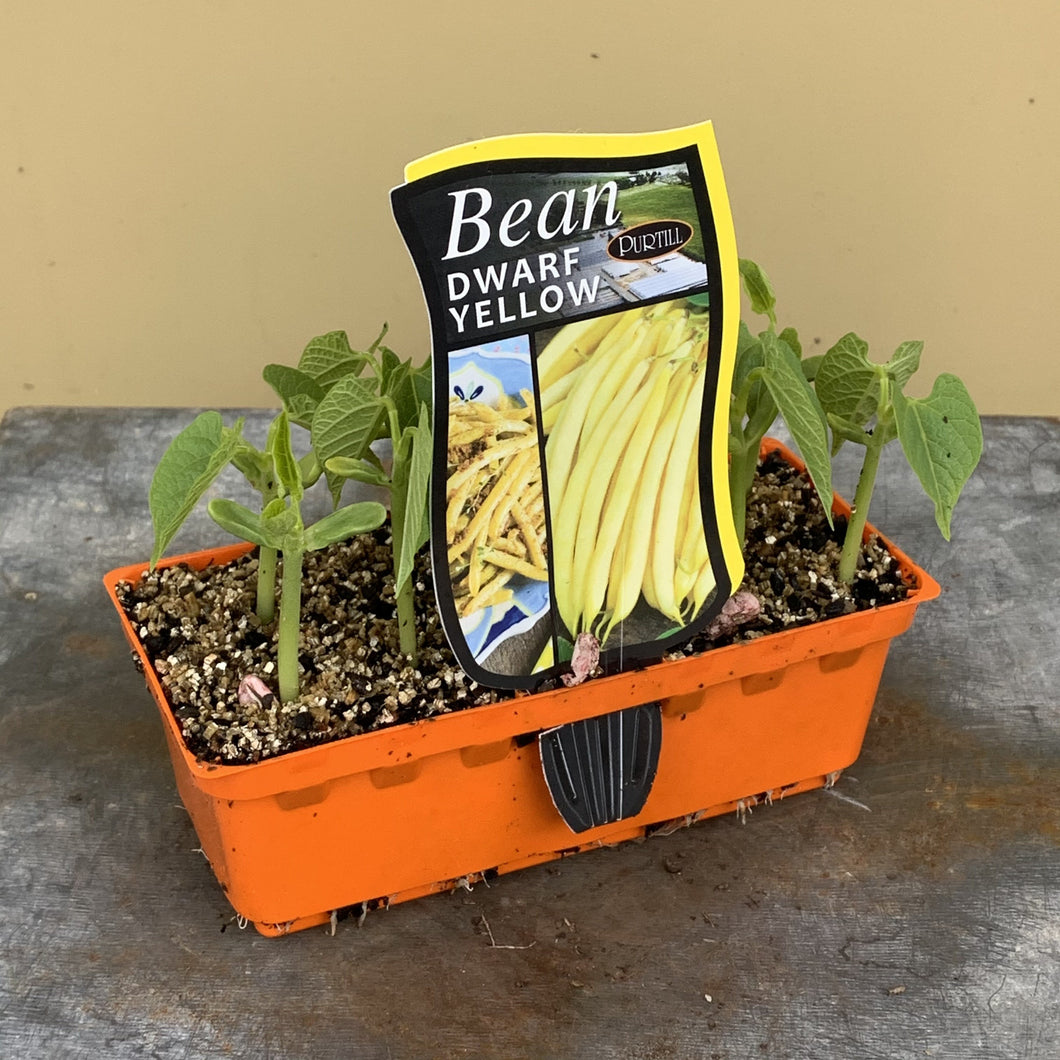 Bean ‘Yellow Dwarf’