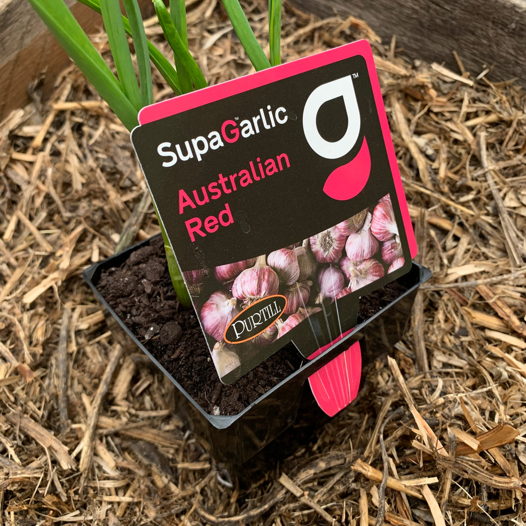 Garlic ‘Australian Red’