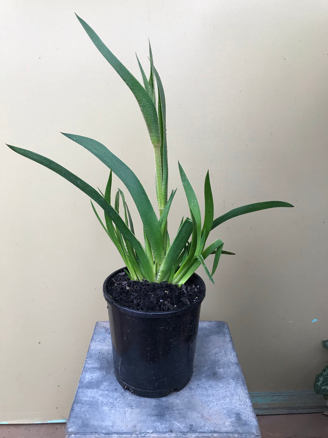 Anigozanthos ‘Waltzing Matilda’