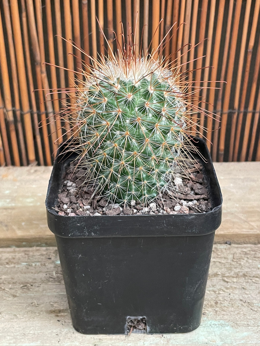 Mammillaria magnificus