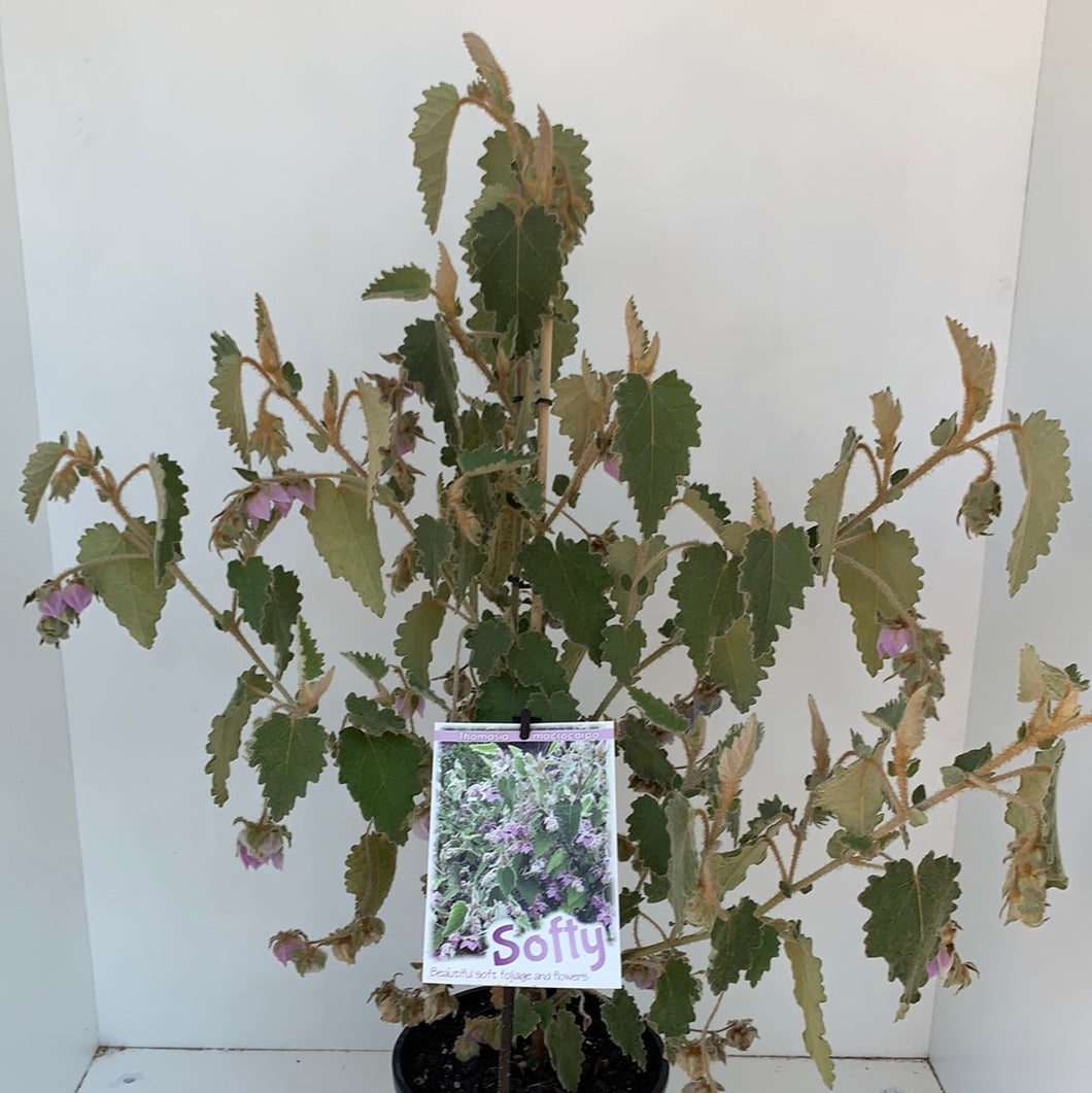 Thomasia macrocarpa ‘Softy’