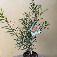 Load image into Gallery viewer, Callistemon &#39;Kings Park Special&#39;
