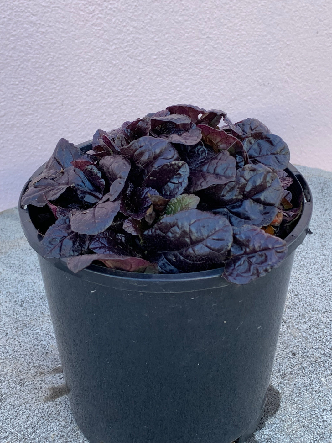 Ajuga sp.