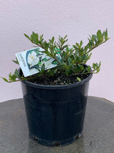 Load image into Gallery viewer, Gardenia ‘Radicans’
