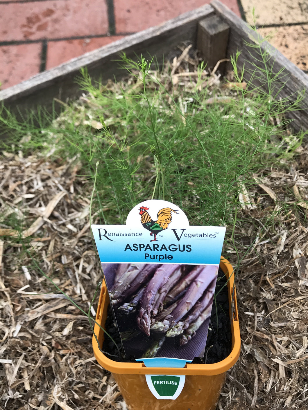 Asparagus ‘Purple’