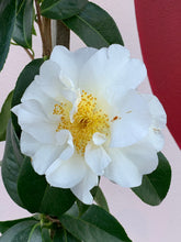 Load image into Gallery viewer, Camellia ‘Silver Waves’
