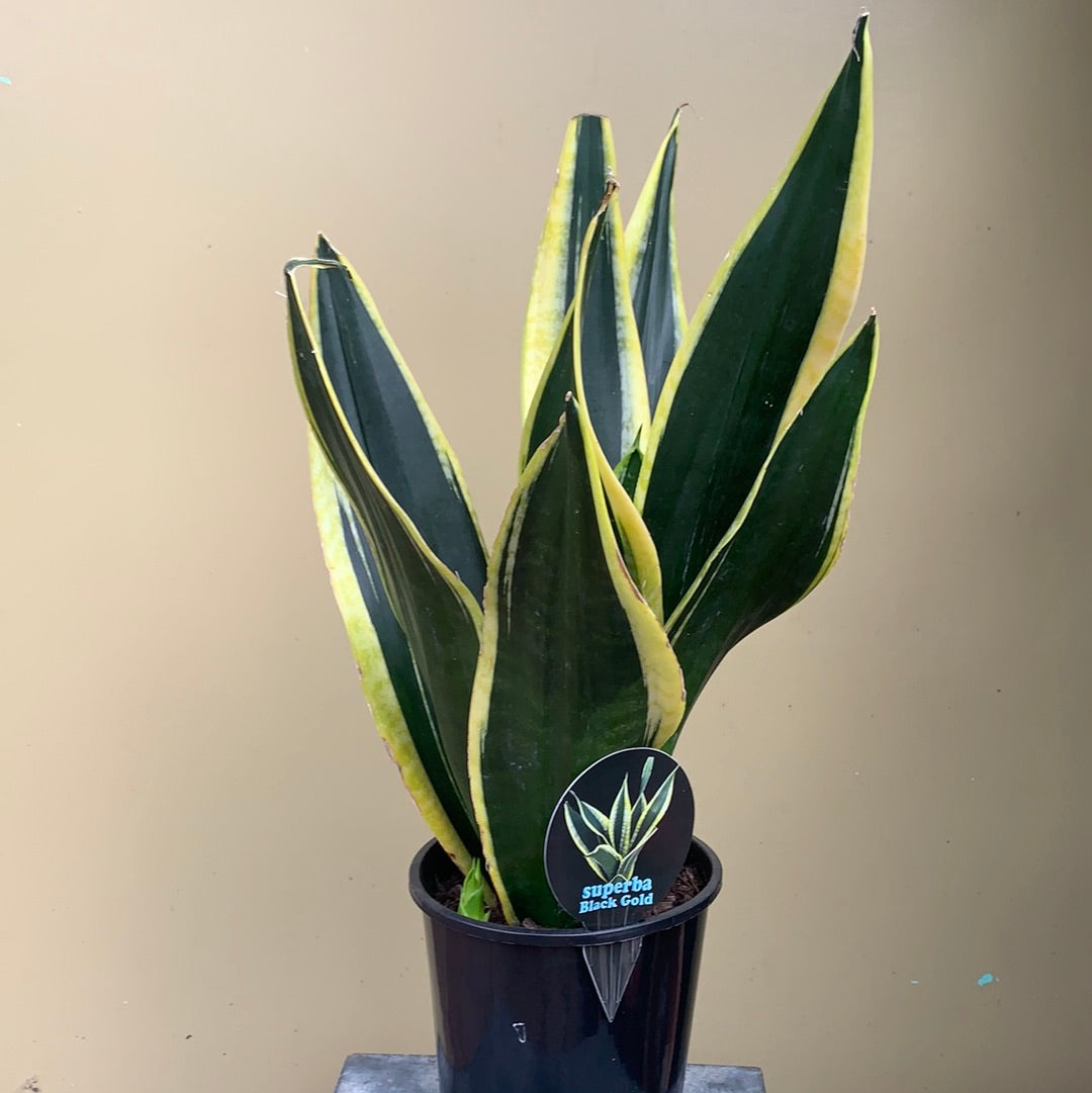 sansevieria black superba Sansevieria trifasciata 'Black Gold'