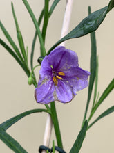 Load image into Gallery viewer, Solanum simile
