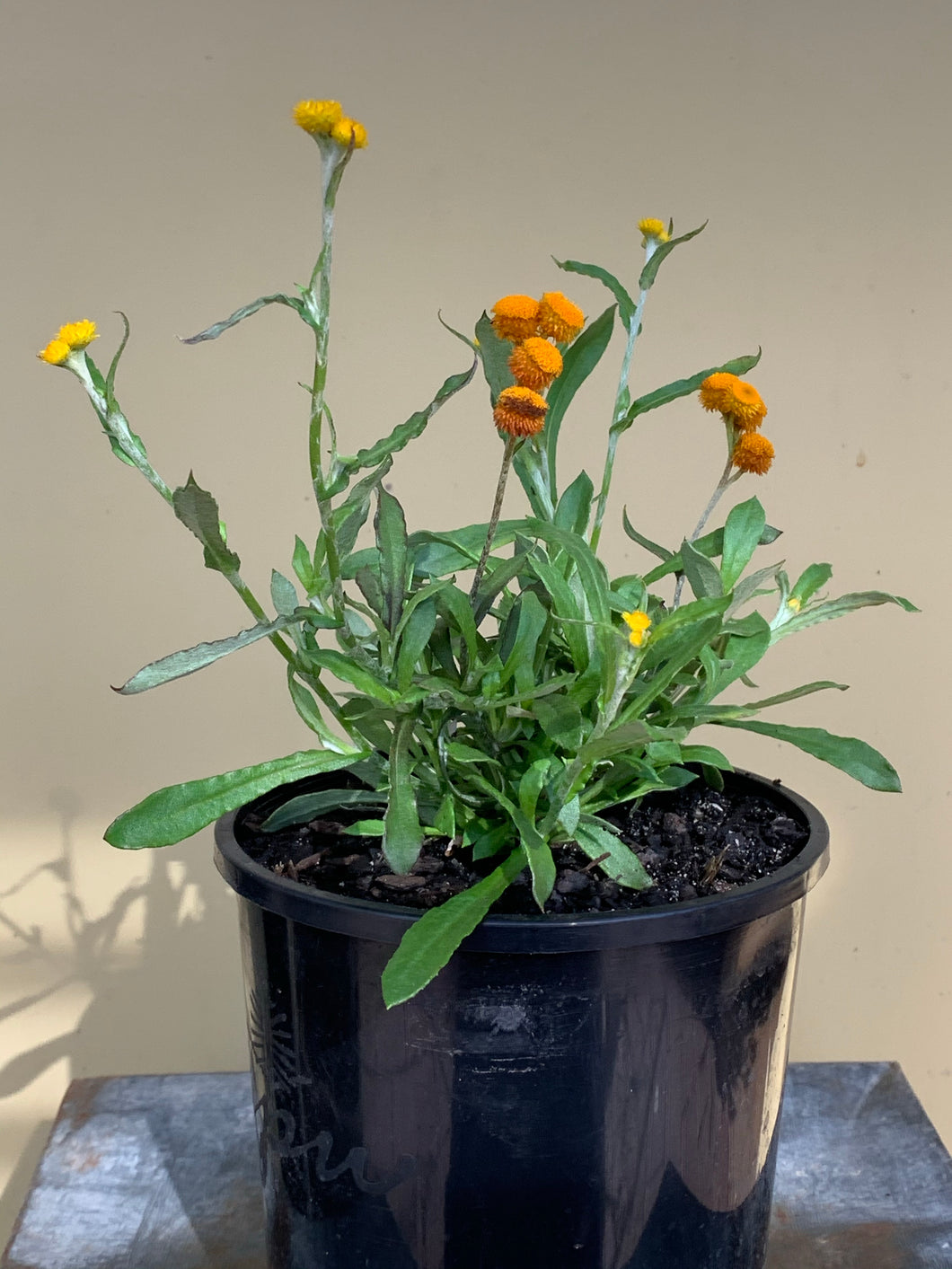 Chrysocephalum apiculatum ‘Cate’s Orange’