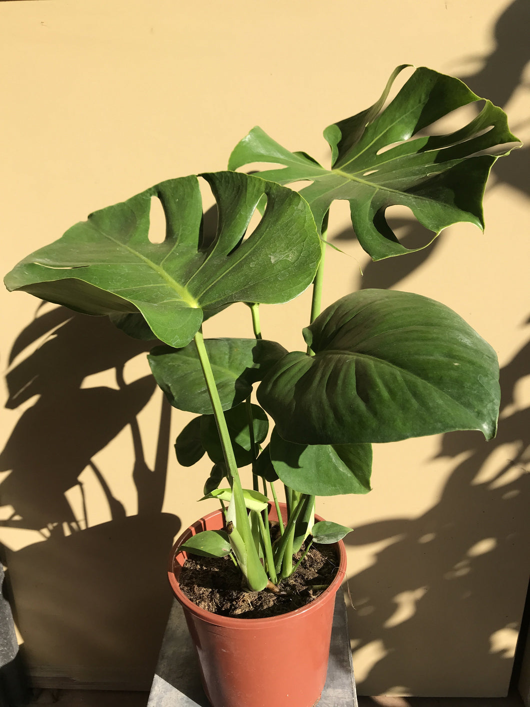 Monstera deliciosa