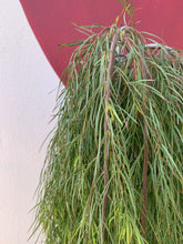 Load image into Gallery viewer, Acacia ‘Waterfall’ Standard
