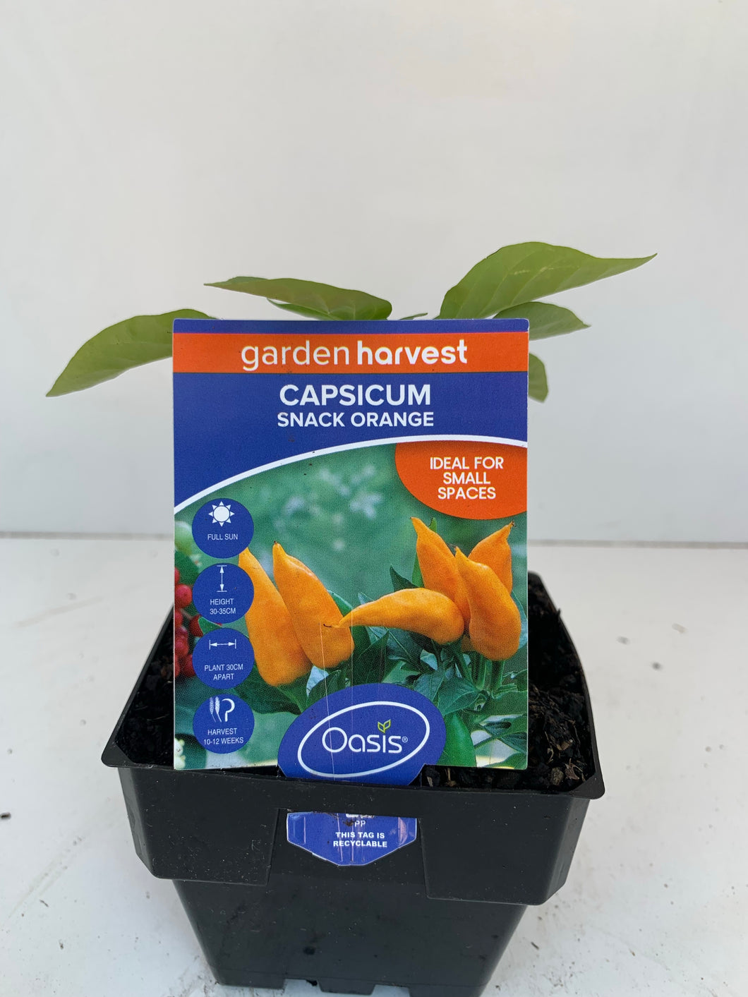 Capsicum ‘Snack Orange’