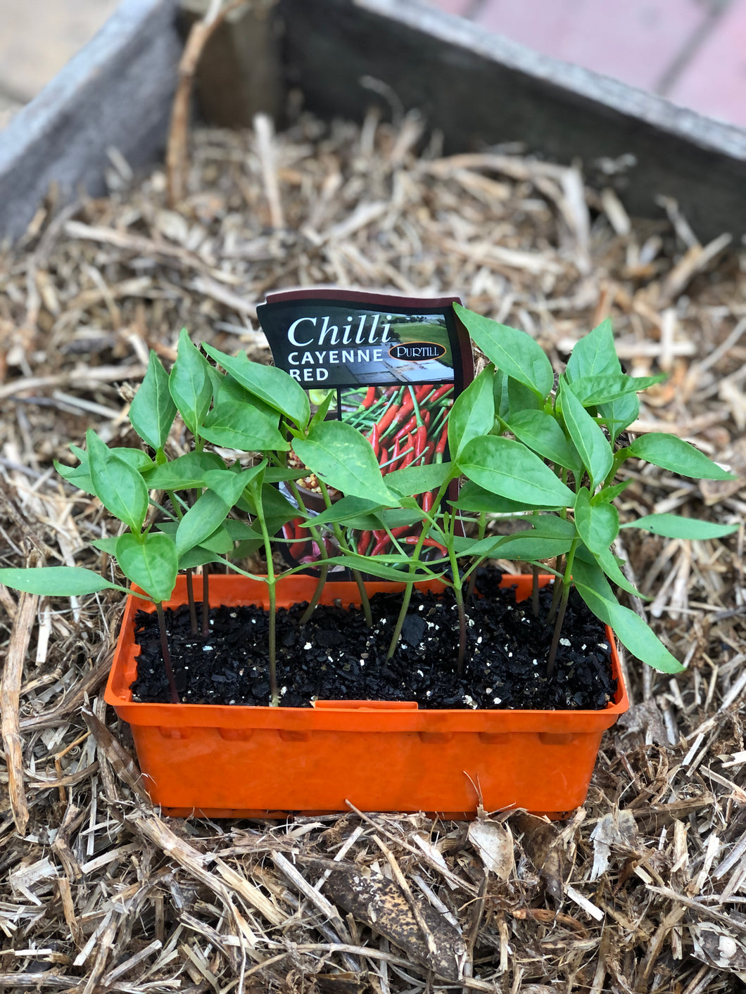 Chilli 'Cayenne Red'