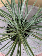 Load image into Gallery viewer, Liriope ‘Silver Dragon’
