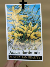 Load image into Gallery viewer, Acacia floribunda
