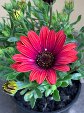 Load image into Gallery viewer, Osteospermum ‘Zion Red’
