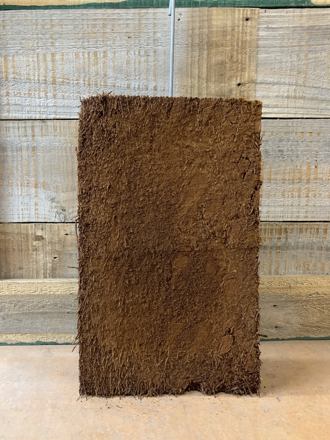 Tree Fern Mount Oblong with Loop