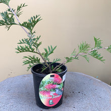 Load image into Gallery viewer, Grevillea ‘Carpet Layer’
