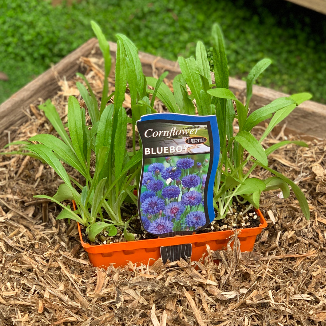 Cornflower 'Blueboy'