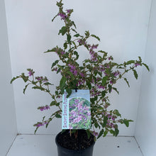 Load image into Gallery viewer, Thomasia purpurea
