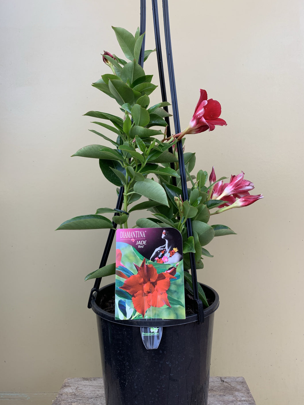 Mandevilla sanderi 'Diamantina Jade Red'