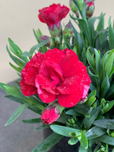 Load image into Gallery viewer, Carnation ‘Oscar Series’ - red
