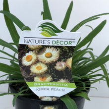 Load image into Gallery viewer, Bracteantha ’Kimba Peach’
