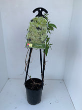 Load image into Gallery viewer, Clematis montana &#39;Jenny&#39;
