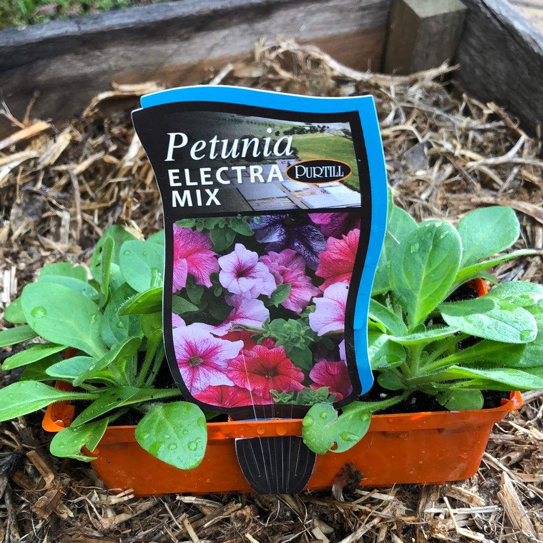 Petunia 'Electra Mix'