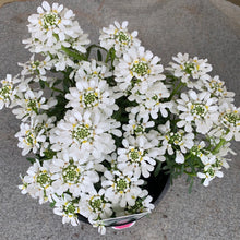 Load image into Gallery viewer, Iberis ‘Candytuft’
