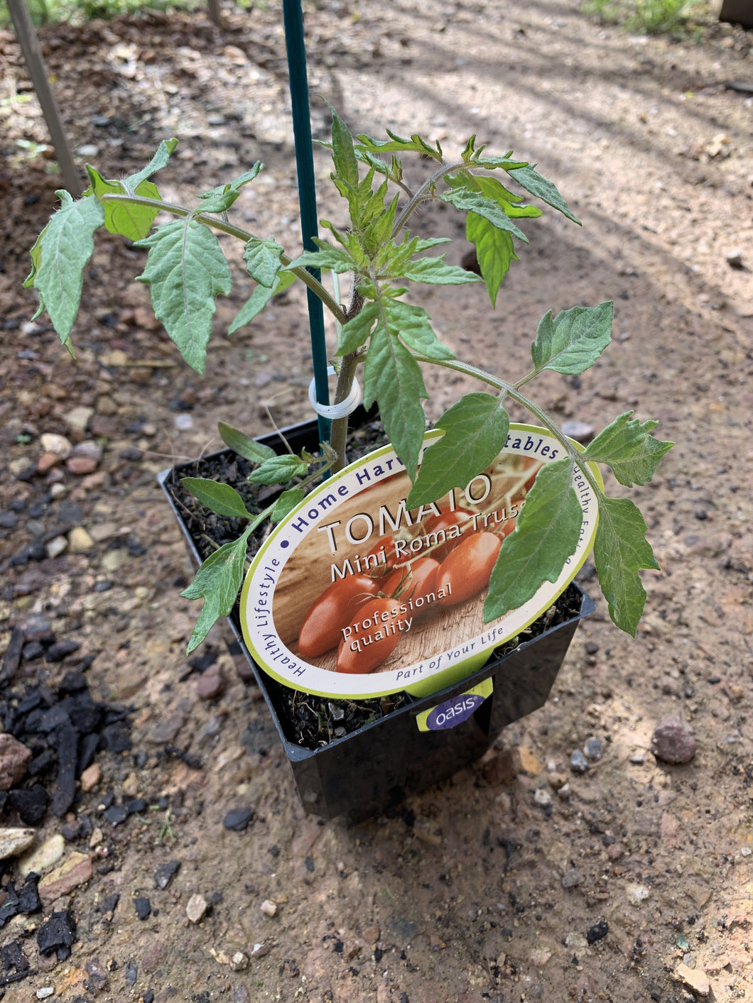 Tomato 'Mini Roma Truss'