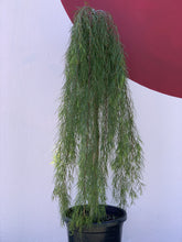 Load image into Gallery viewer, Acacia ‘Waterfall’ Standard
