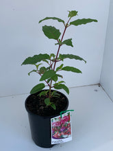 Load image into Gallery viewer, Fuchsia &#39;Wonder Violet&#39;
