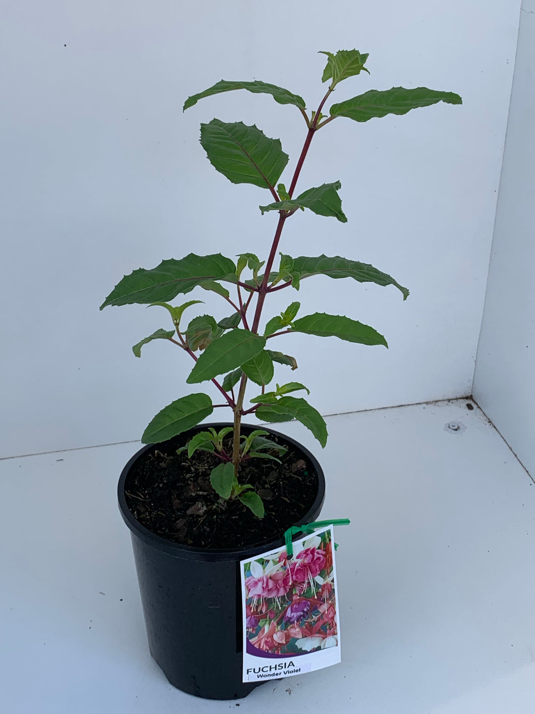 Fuchsia 'Wonder Violet'