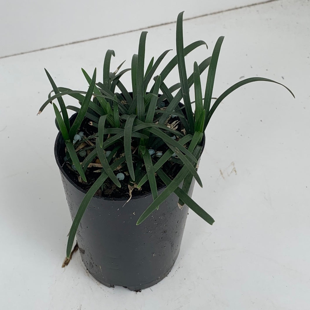 Ophiopogon japonicus 'Nana'