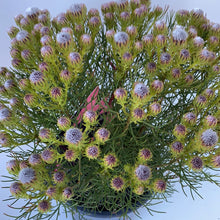 Load image into Gallery viewer, Serruria ‘Raspberry Burst’
