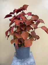 Load image into Gallery viewer, Coleus ‘Mainstreet Wall Street’
