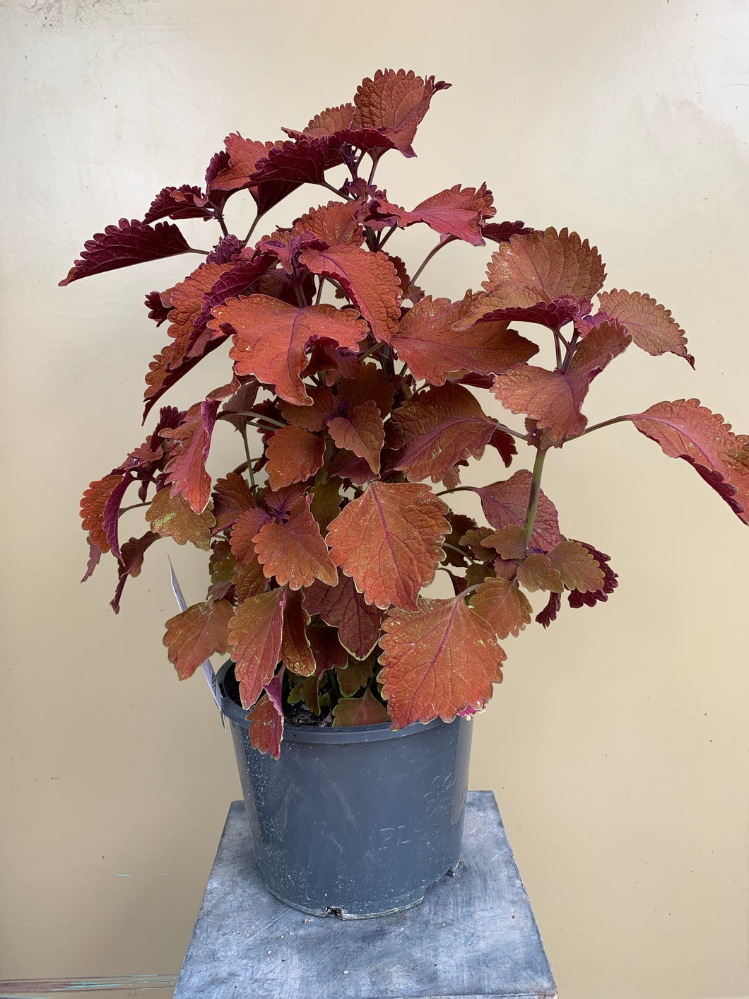 Coleus ‘Mainstreet Wall Street’