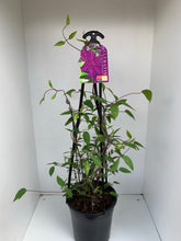 Load image into Gallery viewer, Clematis ‘Guiding Promise’
