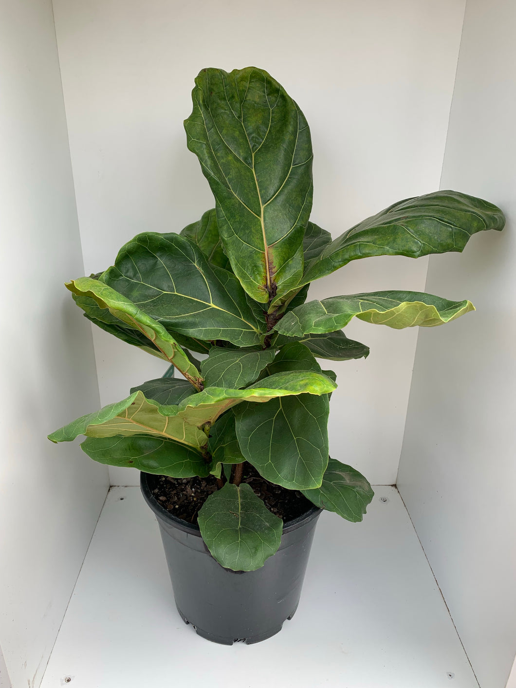 Ficus lyrata