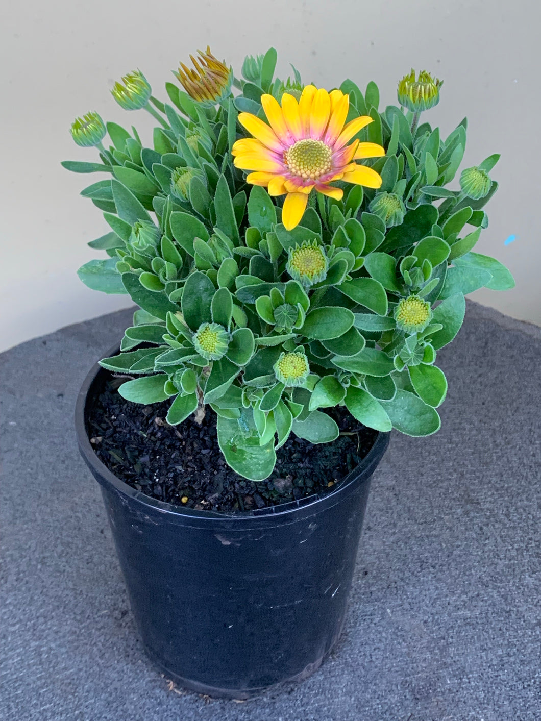 Osteospermum ’Blushing Beauty’