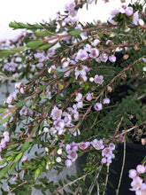 Load image into Gallery viewer, Thryptomene ‘F.C. Payne’
