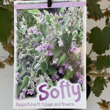 Load image into Gallery viewer, Thomasia macrocarpa ‘Softy’
