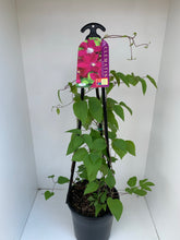 Load image into Gallery viewer, Clematis x Jackmanii &#39;Rosemoor&#39;
