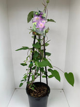 Load image into Gallery viewer, Clematis ‘Multi Blue’

