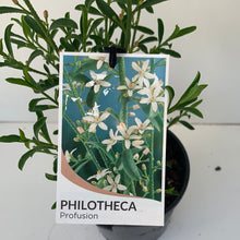 Load image into Gallery viewer, Philotheca myoporoides 'Profusion'
