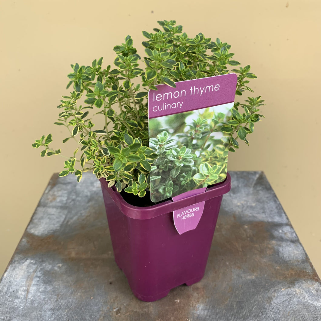 Thyme ‘Lemon’ variegated