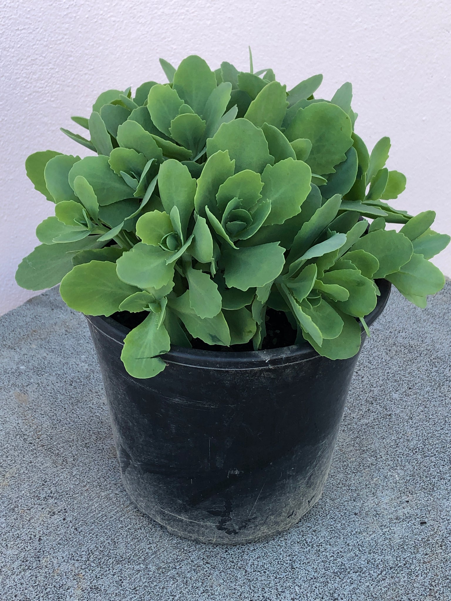 iceberg succulent Sedum 'Iceberg' – Northcote Nursery