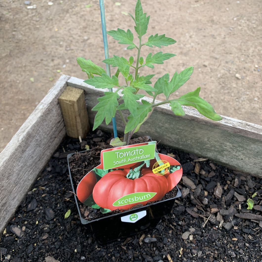 Tomato ‘South Australian’